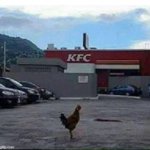 Chicken outside KFC