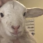 Dumb Lamb