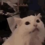 Screaming cat GIF Template