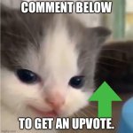 Free upvotes bc yes | COMMENT BELOW; TO GET AN UPVOTE. | image tagged in hehe cat,fun | made w/ Imgflip meme maker