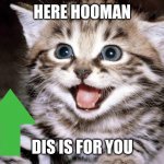 Cute Kitten Hopes | HERE HOOMAN; DIS IS FOR YOU | image tagged in cute kitten hopes | made w/ Imgflip meme maker