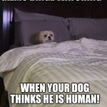 Human Dog Gizmo | GIZMO BINGE WATCHING; WHEN YOUR DOG THINKS HE IS HUMAN! | image tagged in gizmo | made w/ Imgflip meme maker