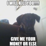 DOG ROBBING ME | I WILL KILL YOU!!!! GIVE ME YOUR MONEY OR ELSE | image tagged in delila | made w/ Imgflip meme maker