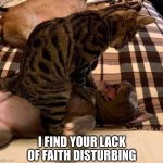 May The Paws Be With You... | I FIND YOUR LACK OF FAITH DISTURBING | image tagged in bully cat,star wars,cats,dogs,reid moore | made w/ Imgflip meme maker