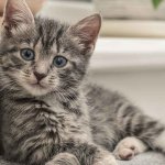 Grey tabby kitten cat