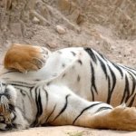 Sleeping lazy tiger tigress