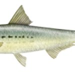 Larry the Pilchard