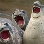 seals laughing template