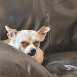 Skeptical Chihuahua