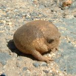 Sad Burrow Toad