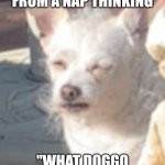 Old man doggo wakes up from a nap | WHEN YOU WAKE UP FROM A NAP THINKING; "WHAT DOGGO YEAR IS THIS?" | image tagged in old man doggo,doggo,old man,angry old man,sleepy,nap | made w/ Imgflip meme maker