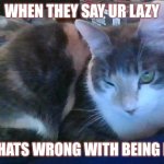the lazy cat | WHEN THEY SAY UR LAZY; "OK WHATS WRONG WITH BEING LAZY?" | image tagged in the lazy cat | made w/ Imgflip meme maker