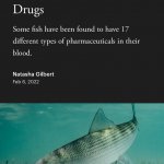 Florida’s bonefish are riddled with human drugs meme