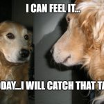 GOALS | I CAN FEEL IT... TODAY...I WILL CATCH THAT TAIL! | image tagged in mirror dog | made w/ Imgflip meme maker