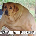 buff dog | WHAT ARE YOU LOOKING AT | image tagged in wide dog | made w/ Imgflip meme maker