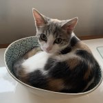 Cat in Bowl