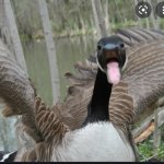 aggressive goose