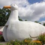 Big Duck