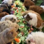 Guinea Pig Smorgasbord Feed trough GIF Template