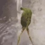 dancing froggy GIF Template