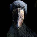 Shoebill stare