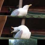Screaming seagull choke