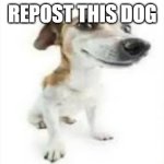 Repost this dog