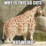 Short Giraffe | WHY IS THIS SO CUTE; BUT WEIRD | image tagged in short giraffe | made w/ Imgflip meme maker