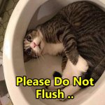 Flush the Magic Cat template
