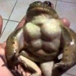 Buff Toad