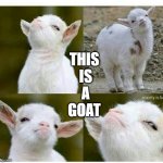 Proud lamb | THIS
 IS
 A
GOAT | image tagged in proud lamb | made w/ Imgflip meme maker