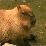 Monke punches Capybara GIF Template