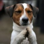 PRAYING DOG