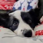 border collie