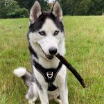 Momo_the_Schneewolf