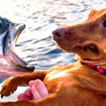 dog and fish