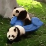 Panda falling GIF Template