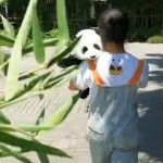 panda waving GIF Template
