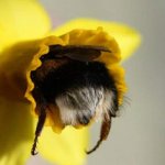 bee behind template