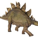 Stegosaurus