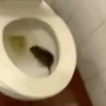 rat toilet GIF Template