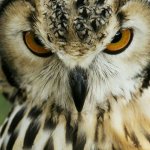 Superb Iwl