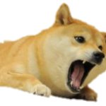 Doge screaming