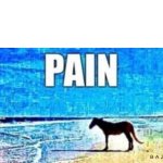 Pain horse