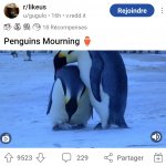 Penguins Mourning