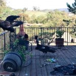 Condo fuck this deck in particular