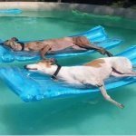 Water dogs