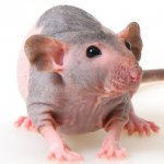 hairless rat