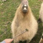 Capybara meme | HOW TO BE A BADDIE | image tagged in capybara meme | made w/ Imgflip meme maker
