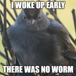 Fat, Mad Bird | I WOKE UP EARLY; THERE WAS NO WORM | image tagged in fat mad bird | made w/ Imgflip meme maker